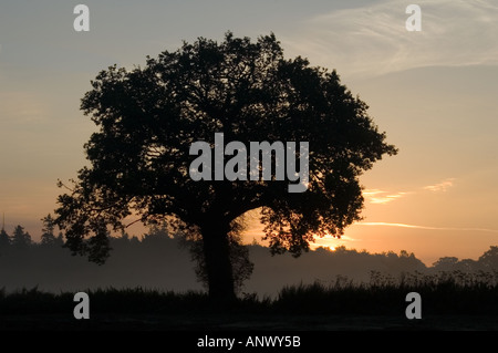 single tree sunrise misty sun rise behind silhouetted tree norfolk england uk Stock Photo
