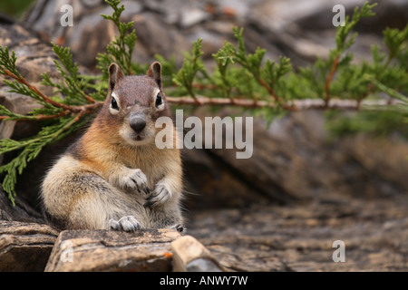 red-tailed chipmunk (Tamias ruficaudus), sitting, Canada, Alberta, Waterton Lakes National Park Stock Photo