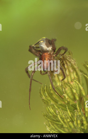 Water spider bubble hi-res stock photography and images - Alamy