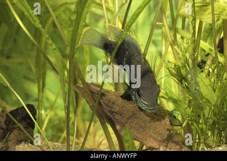 green terror (Aequidens rivulatus), female taking care of the eggs Stock Photo