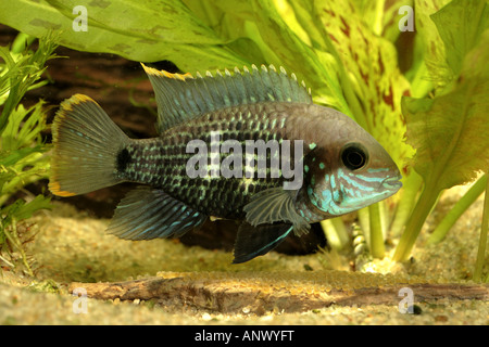 green terror (Aequidens rivulatus), female taking care of the eggs Stock Photo