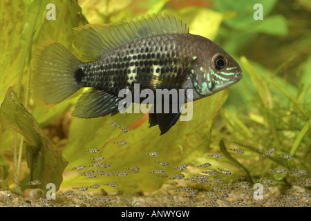 green terror (Aequidens rivulatus), female taking care of the young fishes Stock Photo