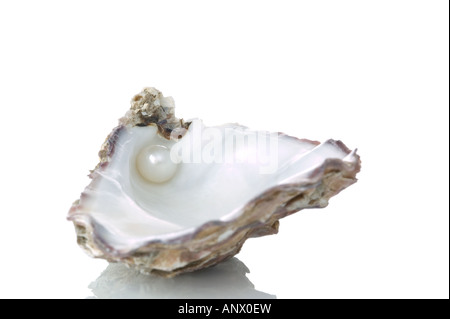 A Genuine Pearl in an empty Oyster shell isolated on a pure white background with slight reflection Stock Photo