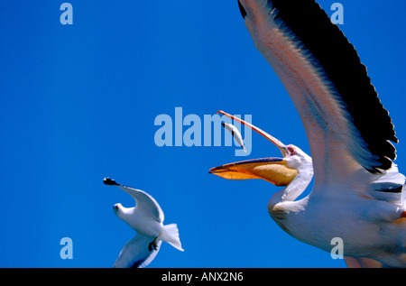 Africa, Namibia, Skeleton Coast, Swakopmund, Walvis Bay. Great White Pelican cathing fish in flight. (Pelecanus onocrotalus) Stock Photo