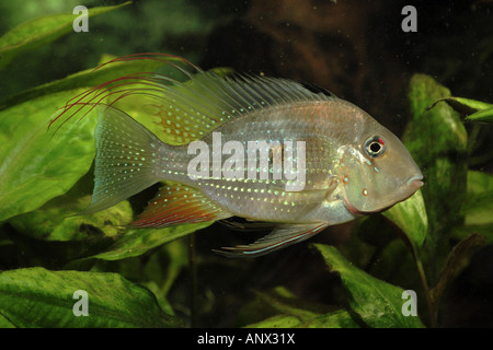 thread-finned cichlid, threadfin acara (Acarichthys heckeli), adult male, 160 mm Stock Photo