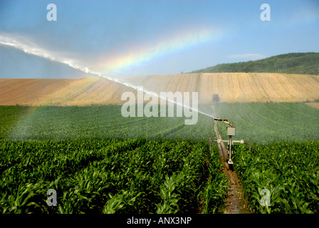 Sprinkler installation in a field of maize, Limagne, Auvergne, France, Europe Stock Photo