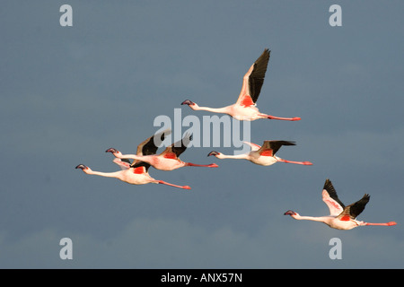 Lesser Flamingo (Phoenicopterus minor) Five individuals flying over a ...