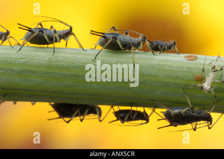 rose aphid, greenfly (Macrosiphum rosae), on stem Stock Photo