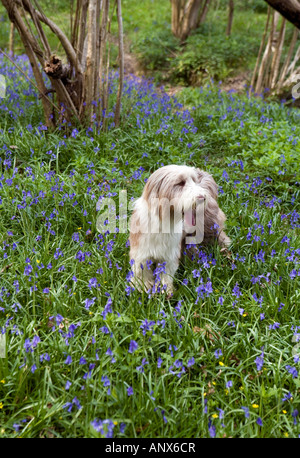 Bearded Collie in bluebell woods Stock Photo