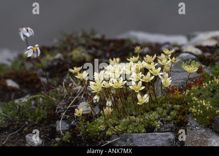 Saxifraga bryoides (Saxifraga bryoides), flowering, Austria, Tyrol Stock Photo
