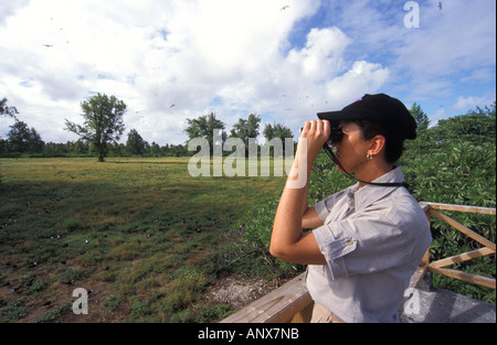 Seychelles, Bird Island. Birdwatcher looking at Sooty Terns colony (Sterna Fuscata) (MR) Stock Photo