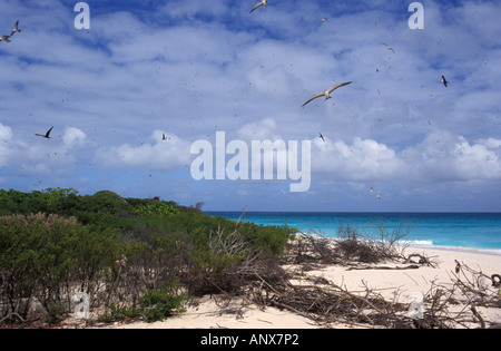 Seychelles, Bird Island, Sooty Tern(Sterna Fuscata) colony at North Point beach. Stock Photo