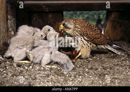 common kestrel (Falco tinnunculus), female feeding fledglings in the nesting box Stock Photo