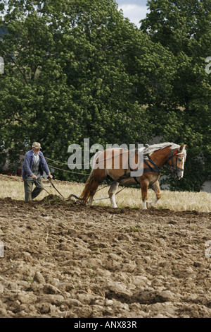 domestic horse (Equus przewalskii f. caballus), farmer works the land with a horse and plough, Poland, Pomerania, Cassubia Stock Photo