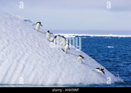 A group of adelie penguins follow the leader as they descend the steep face of an iceberg heading for the water Stock Photo