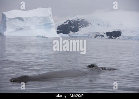 A humpback whale rests from feeding in the productive waters of the Gerlache Strait Stock Photo
