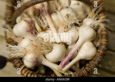 Fresh homegrown garlic in a basket Stock Photo