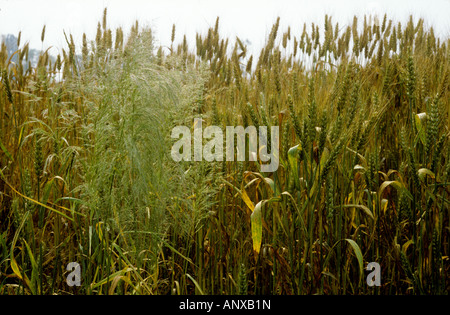 Silky bent Apera spica venti annual arable grass weed in ripening wheat crop Stock Photo