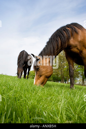 Horses grazing in a field Stock Photo