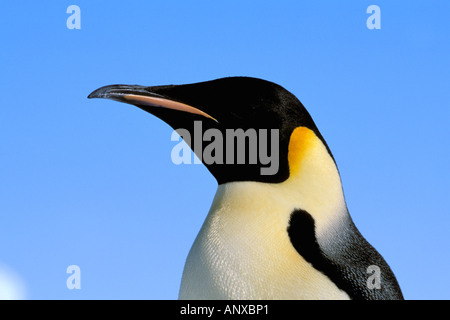 Antarctica, Australian Antarctic Territory, Auster 'EP' Rookery. Emperor Penguin (Aptenodytes forsteri) Stock Photo