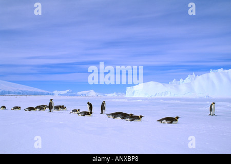 Antarctica, Australian Antarctic Territory, Auster 'EP' Rookery. Emperor Penguins (Aptenodytes forsteri) Stock Photo