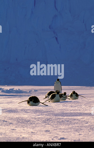 Antarctica, Australian Antarctic Territory, Auster 'EP' Rookery, Emperor Penguins (Aptenodytes forsteri) Stock Photo