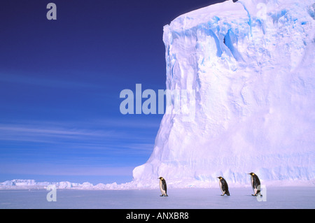 Antarctica, Australian Antarctic Territory, Auster 'EP' Rookery, Emperor Penguins (Aptenodytes forsteri) Stock Photo