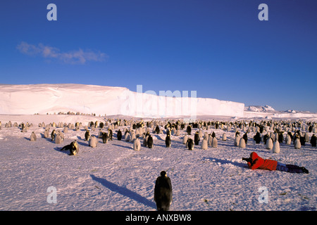 Antarctica, Australian Antarctic Territory, Auster 'EP' Rookery. Emperor Penguins (Aptenodytes forsteri) and tourists Stock Photo