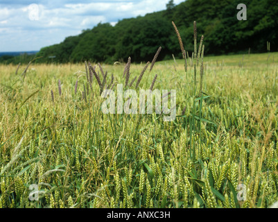 Timothy Phleum pratense flowering grass weed in a wheat crop in green ear Stock Photo