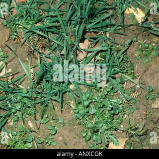 Annual arable broad leaved weeds and meadow grass in a young wheat crop Stock Photo