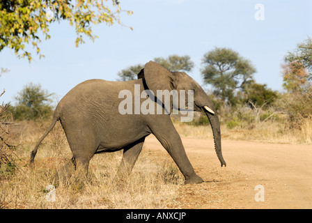 African Elephant crossing road / Loxodonta africana Stock Photo