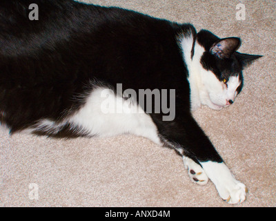 Large overweight cat laying on a carpet Stock Photo