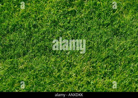 Close up of well manicured grass tennis court with net in the ...