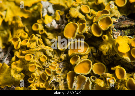 yellow lichen on a tree trunk bark Stock Photo