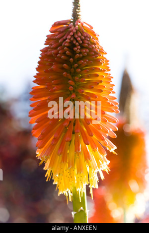 Red hot pokers - kniphofia Stock Photo