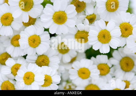 Flowering feverfew Stock Photo