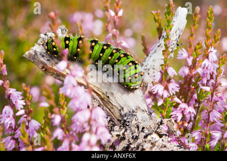 Caterpillar of Emperor moth, Saturnia pavonia, feeding on flowering Ling heather, Calluna vulgaris, in Glen Quoich, Cairngorms Stock Photo