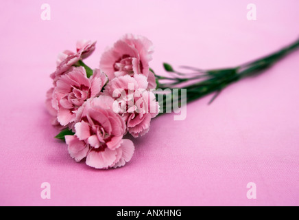 Carnations against a pink background Stock Photo