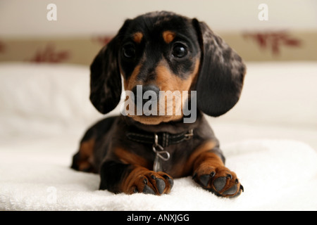 Miniature Dachshund puppy on bed Stock Photo