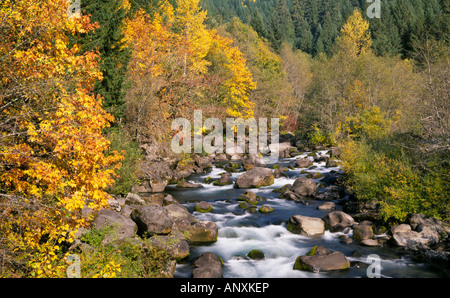 A small mountain stream runs through willows alder and aspen trees turning gold in the autumn in the central Oregon Cascades Stock Photo