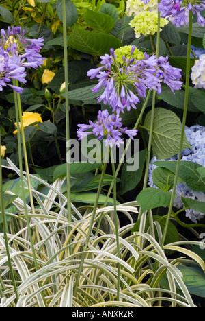 Agapanthus 'Silver Moon' (Lily of the Nile, Lily-of-the-Nile) variegated foliage with blue lavender blooms Stock Photo