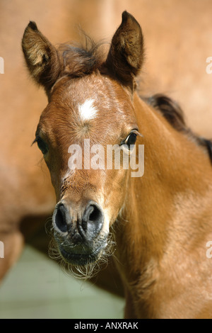 Arabian horse - foal - portrait Stock Photo