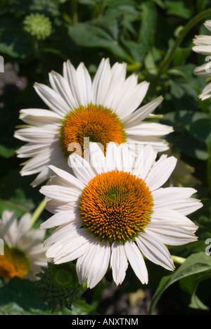 Echinacea purpurea 'Fragrant Angel' white coneflowers, perennial daisy like flowers medicinal herbal plants Stock Photo