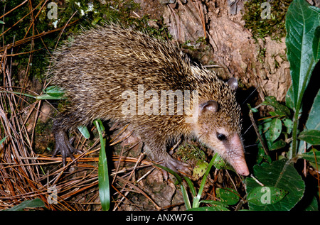 COMMON TENREC TENREC ECAUDATUS FORAGING FOR INSECTS EARTHWORMS MADAGASCAR Africa African Madagascan animal animals blooded bug b Stock Photo