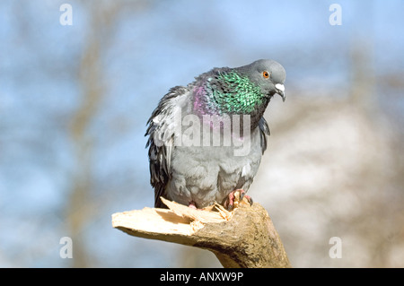 Feral Pigeon Columba livia on broken tree trunk London England UK Stock Photo