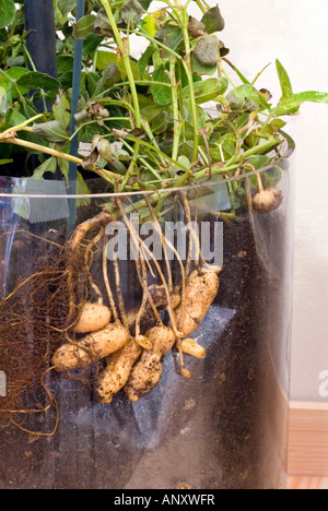 Peanuts in clear container showing roots & underground growth (Arachis hypogaea) educational demonstrations Stock Photo