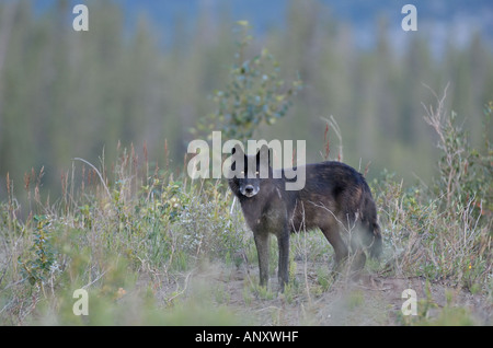 Black Wolf standing making eye contact Stock Photo