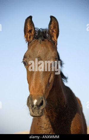 Arabian horse - foal - portrait Stock Photo