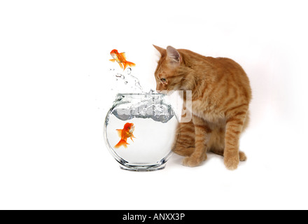 Humorous Image of a Cat Watching Goldfish Escape Their Bowl Stock Photo