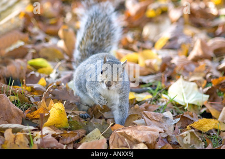 Grey Squirrel Sciurus carolinensis amongst autumn leaves London England UK Stock Photo